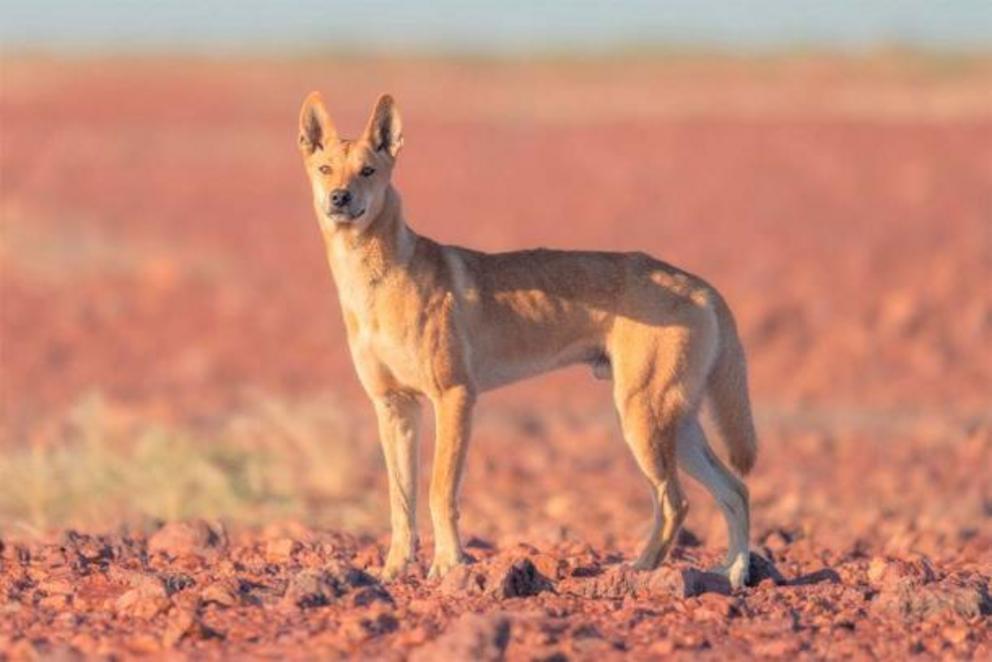 Wild dingo in the gibber habitat of South Australia.