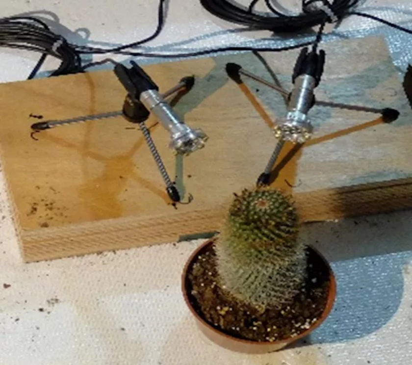 A cactus being recorded.