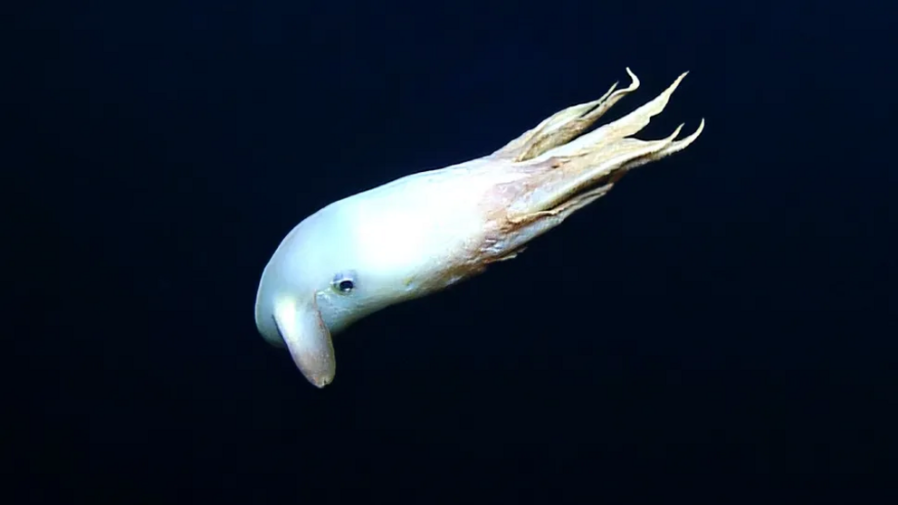 Researchers were surprised at how white the dumbo octopus was.