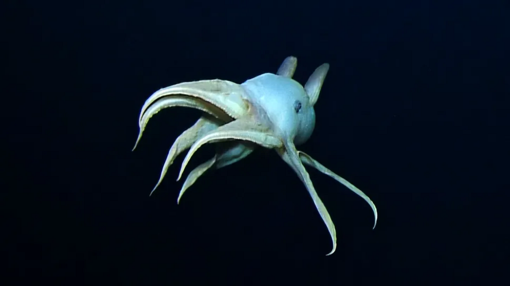 The octopus shows off it's Dumbo-like fins.