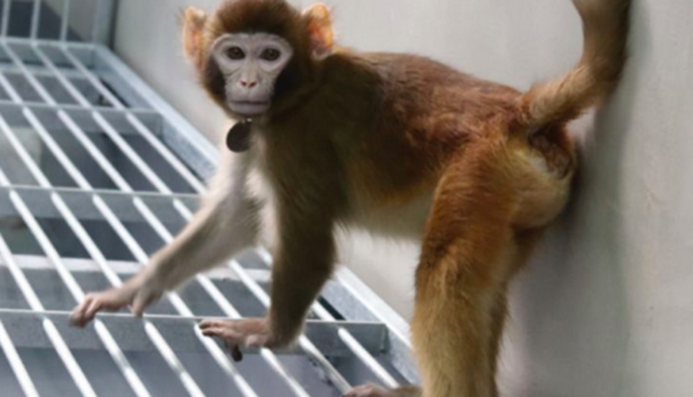 Could ReTro be the first of a new generation of cloned monkeys used by medical researchers? Zhaodi Liao, Nature