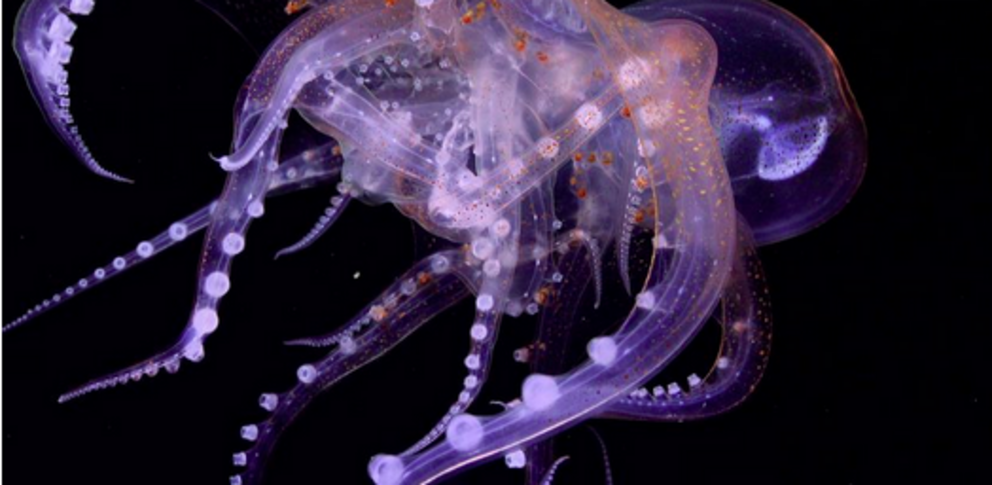 An unsual sighting of the glass octopus (Vitreledonella richardi) recorded by the team. (Schmidt Ocean Institute) 