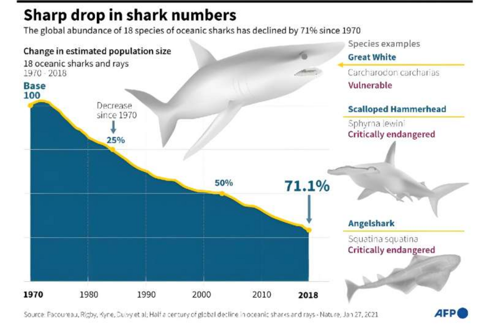 As apex predators, sharks are crucial for keeping marine ecosystems healthy.