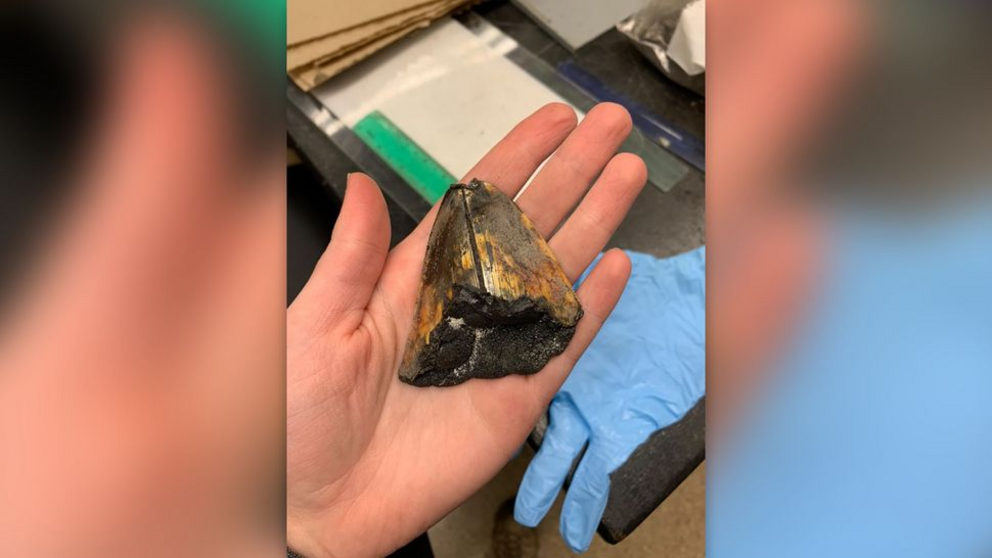 The tooth after researchers scraped off a ferromanganese layer it was encased in.