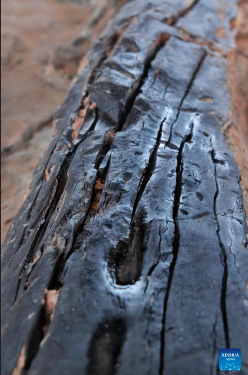  This photo taken on Dec. 5, 2023 shows a piece of ebony unearthed at the Mengxihe Site in Lezhi County of Ziyang, southwest China's Sichuan Province. The Mengxihe Site was announced as one of the six most important archaeological findings of 2023 in Chin