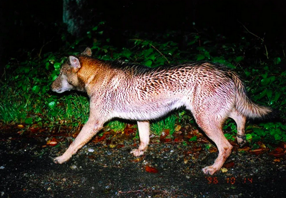 The Chichibu wild dog that Hiroshi Yagi photographed in October 1996 in the Chichibu region of Saitama Prefecture (Provided by Hiroshi Yagi)