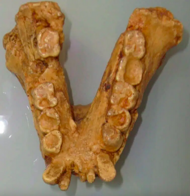 Jaw of Gigantopithecus. Durova, CC BY-SA 4.0 via Wikimedia Commons