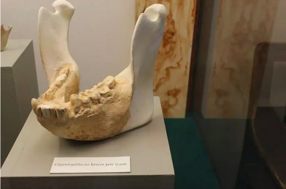 A replica of a Gigantopithecus jaw on display in the University of Iowa Museum of Natural History’s Diversity of Life exhibits. Jonathan Chen, CC BY-SA 4.0, via Wikimedia Commons