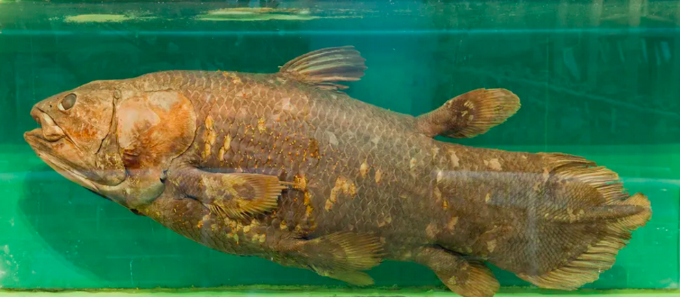  The coelacanth's evolution was likely driven in part by plate tectonics, past research suggests. (Image credit: loonger via Getty Images)