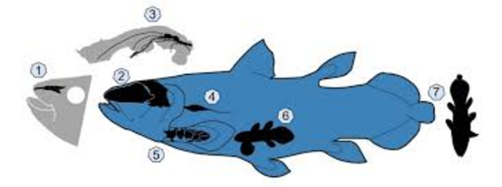 Distinctive features of Latimeria and several fossil coelacanths: (1) rostral organ used for prey detection; (2) neurocranium divided into two parts; (3) small brain occupying about 10 per cent of the cranial cavity; (4) vestigial lung; (5) several bones 