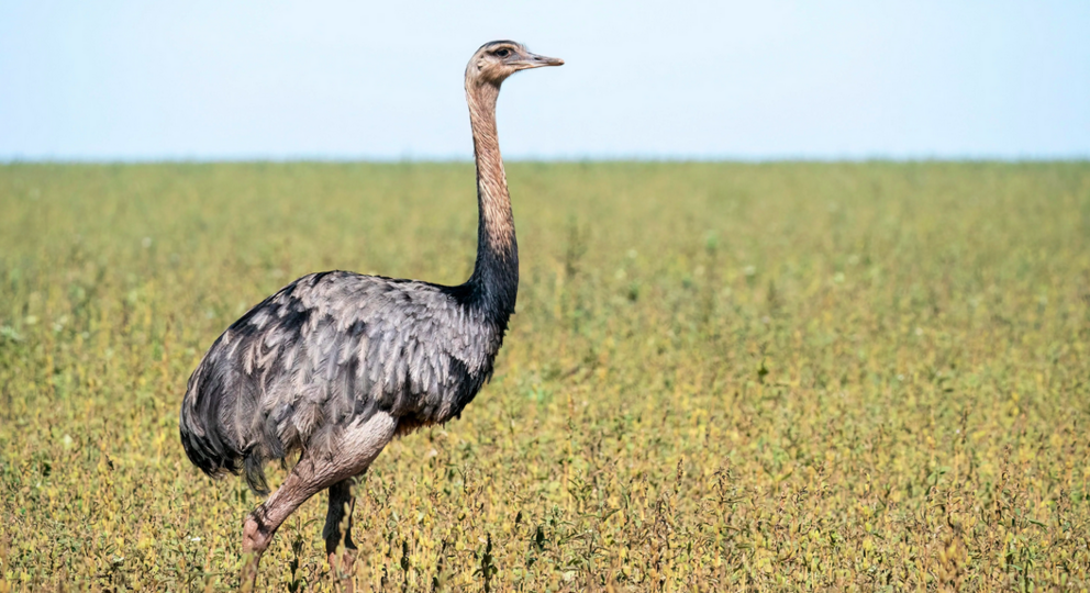 A rhea in Brazil. Photo: Rob Jansen (Shutterstock)