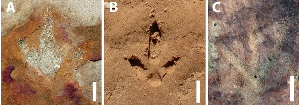 A dinosaur track (left), a recent track emulating it (center), a petroglyph apparently emulating the dinosaur track (right). Photo: Troiano et al., Scientific Reports 2024