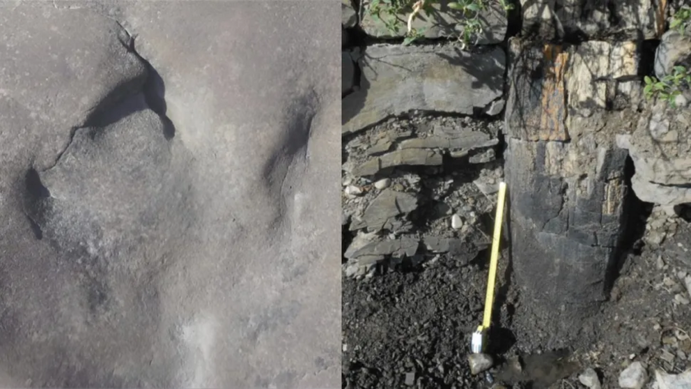 A theropod track (left) and a fossilized tree trunk (right) discovered at the Nanushuk Formation in Alaska.