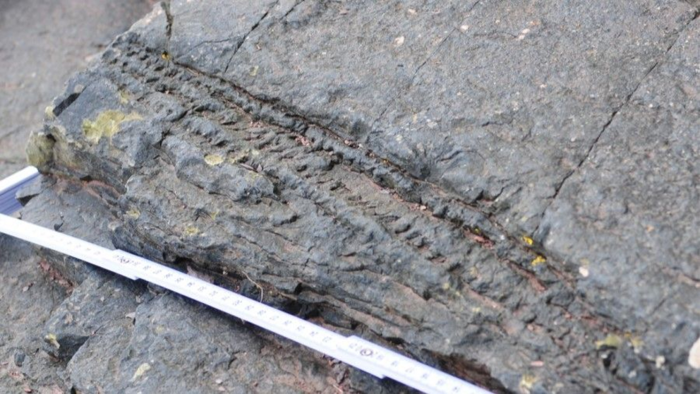 Scars where branched attached to the trees were still visible on some of the fossils.