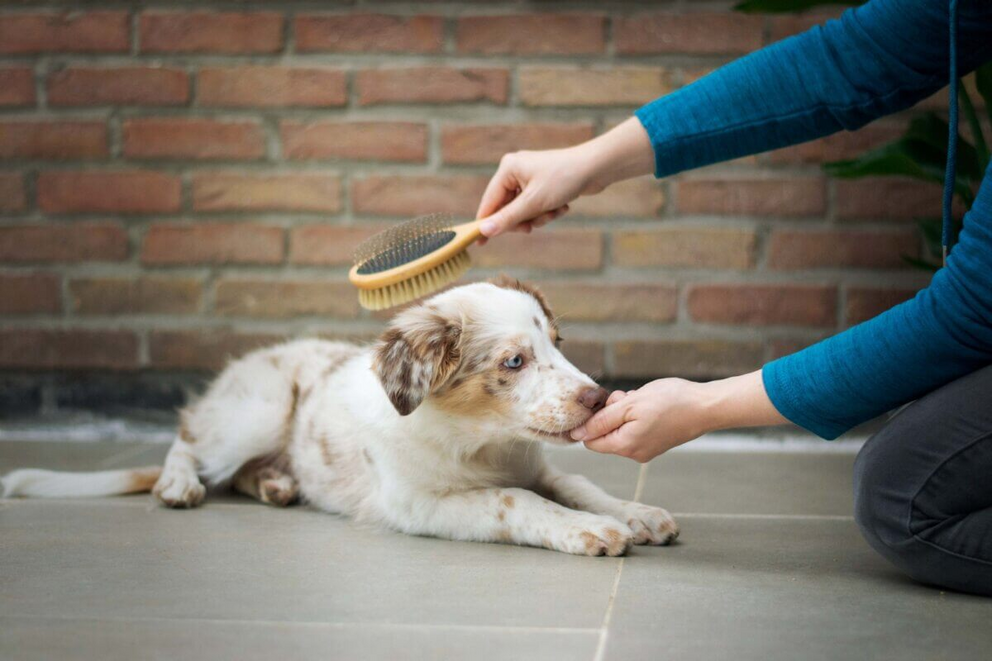 Grooming a dog led to increased beta wave activity, which has a connection to heightened concentration without stress.