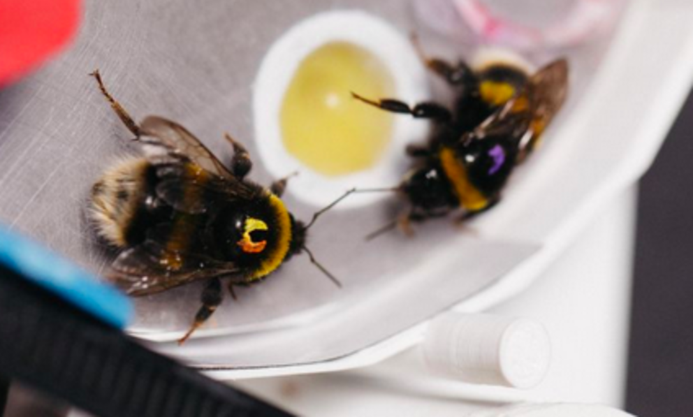 Two bees solving the two-step puzzle. (Queen Mary University of London) 