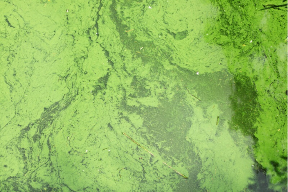 A toxic algae bloom forms in a body of water.