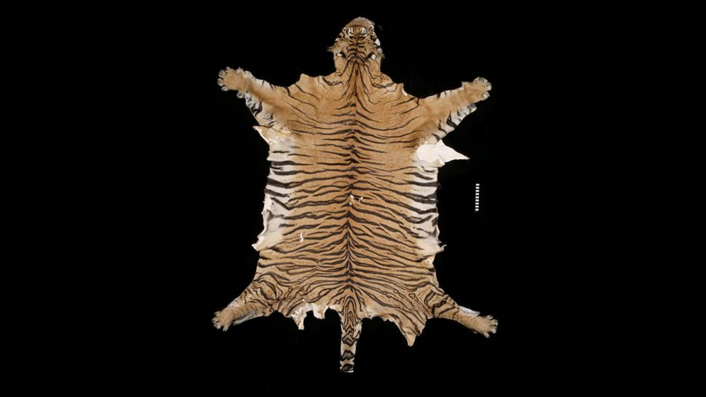 Javan tiger pelt.