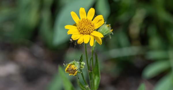 Arnica montana and bellis perennis: homeopathic allies in bone ...