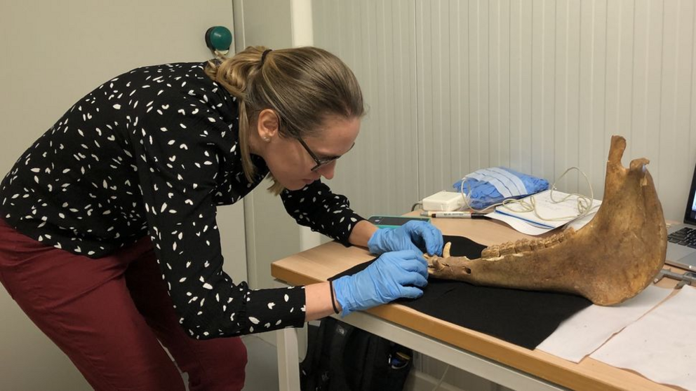 Katherine French examines a horse jaw to select a dental sample at the University of Bia?ystok.