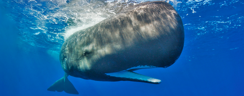 A sperm whale (Physeter macrocephalus). (Reinhard Dirscherl/The Image Bank/Getty Images) 