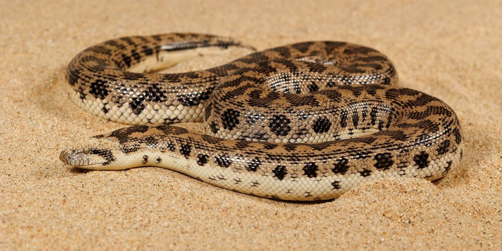 Many believe the Tartar sand boa inspired tales of the Mongolian death worm. Public Domain