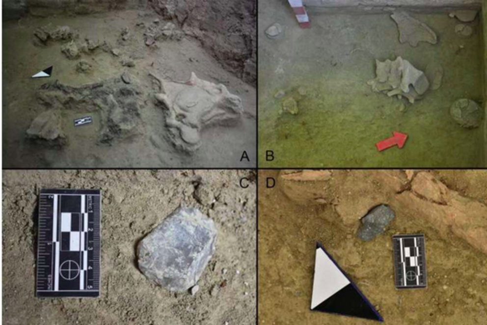 Photographs from TT-3. A. Combustion feature spatially associated with gomphothere cervical vertebrae and skull fragments (excavation unit C5); B. Sacral and caudal vertebrae, vertebral discs, and unfused coxal portions (excavation unit F5). Note the dist