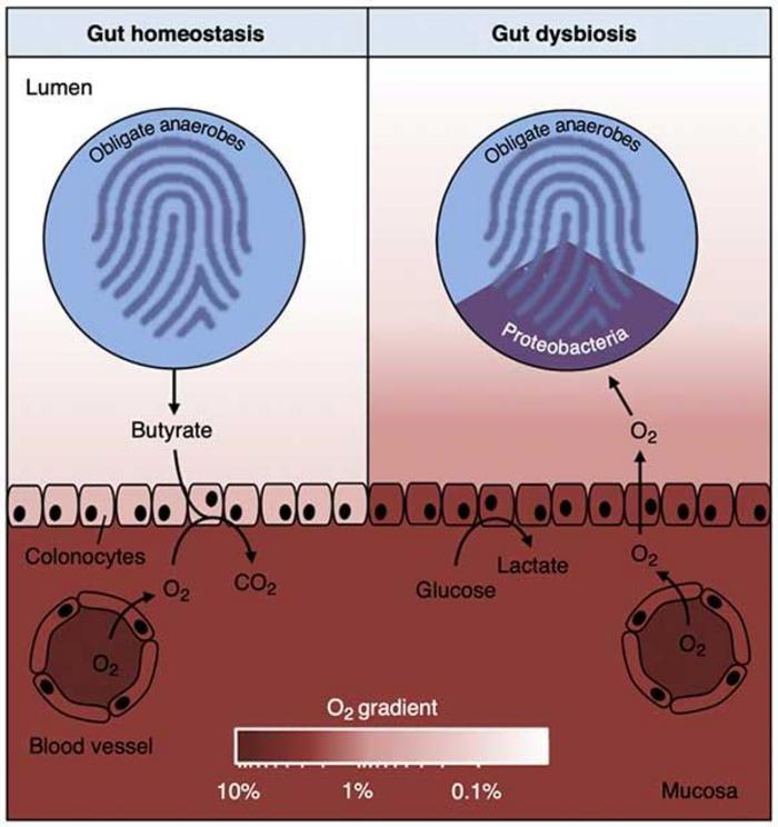 “During gut homeostasis (left), b-oxidation of microbiota-derived butyrate causes epithelial hypoxia, which maintains anaerobiasis in the lumen of the large bowel. In turn, luminal anaerobiasis drives a dominance of obligate anaerobic bacteria within the 
