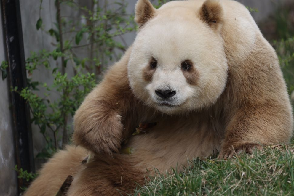 Brown Qinling pandas sometimes have brown fur as a result of a missing sequence in their DNA.