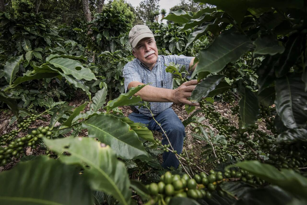 A coffee producer inspects plants on his farm in Barva, Costa Rica, on Aug. 25, 2015.