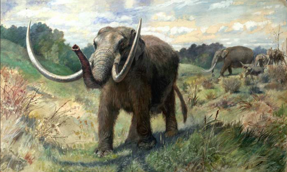 Mastodons once roamed over much of North America. One of them died near the future site of San Diego, causing a scientific controversy 130,000 years later. Public Domain