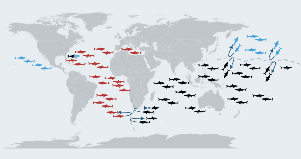 A schematic of three distinct white shark populations in the North Atlantic/ Mediterranean (red), Indo-Pacific (black), and North Pacific Oceans (blue) used in the Current Biology study. The only instance of a hybrid individual was found near the Bermuda 