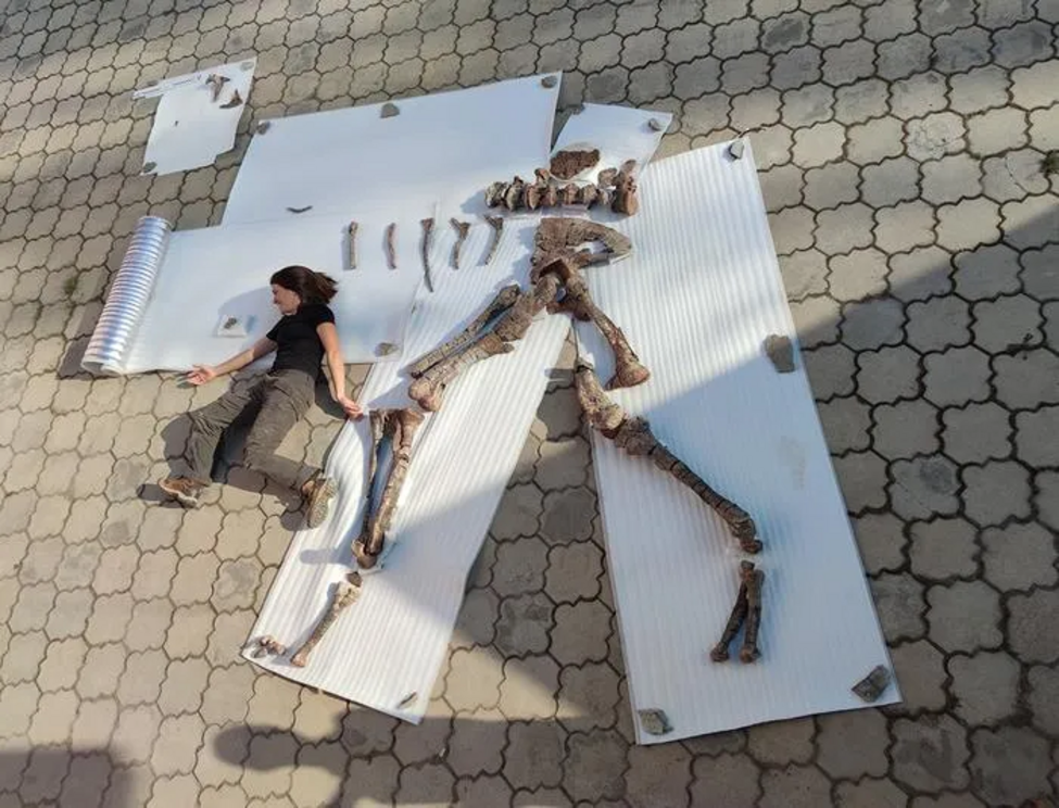 The Alpkarakush kyrgyzicus fossils next to excavation participant Alexandra Fernandez for scale.