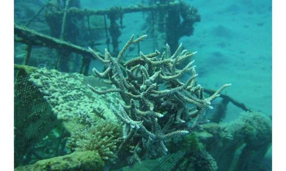 Studied coral genera Acropora sp. growing on artificial substrates in the Underground Restaurant study site.