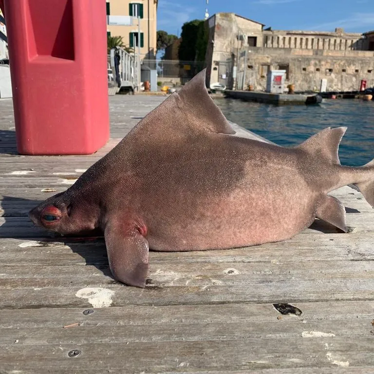 Because of their unusual bodies, angular roughsharks often get caught in nets as bycatch by fishers.