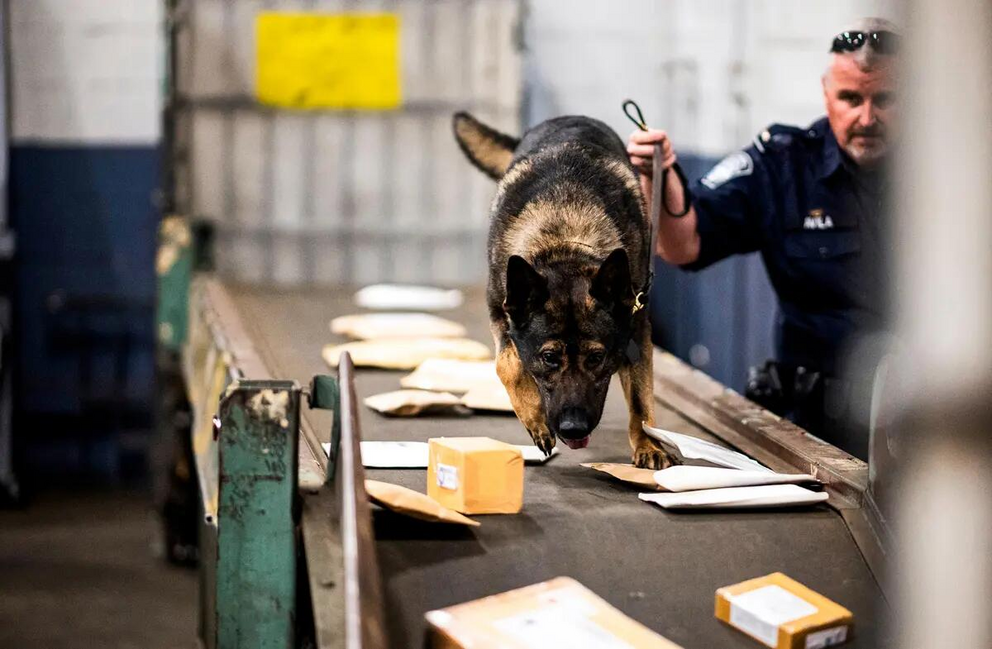 An officer from the Customs and Border Protection, Trade, and Cargo Division works with a dog to check parcels for fentanyl at John F. Kennedy Airport's U.S. Postal Service facility in New York City, on June 24, 2019.