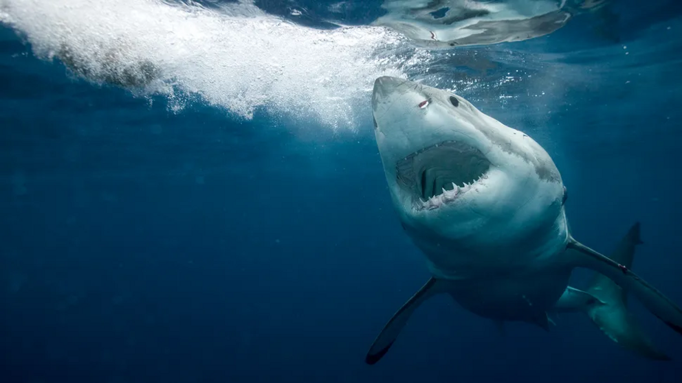 Every winter, great white sharks that dwell off the coast of California migrate to a remote patch of the Pacific Ocean the size of Colorado.