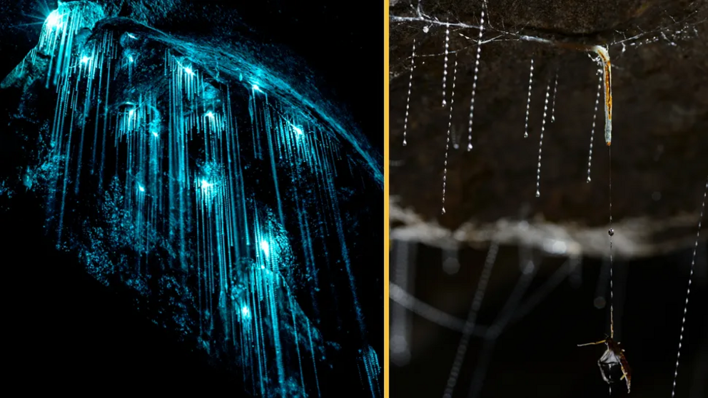 Glow worms are not worms at all, but the larval stage of a flying insect called Arachnocampa luminosa, that are a type of fungus gnat.