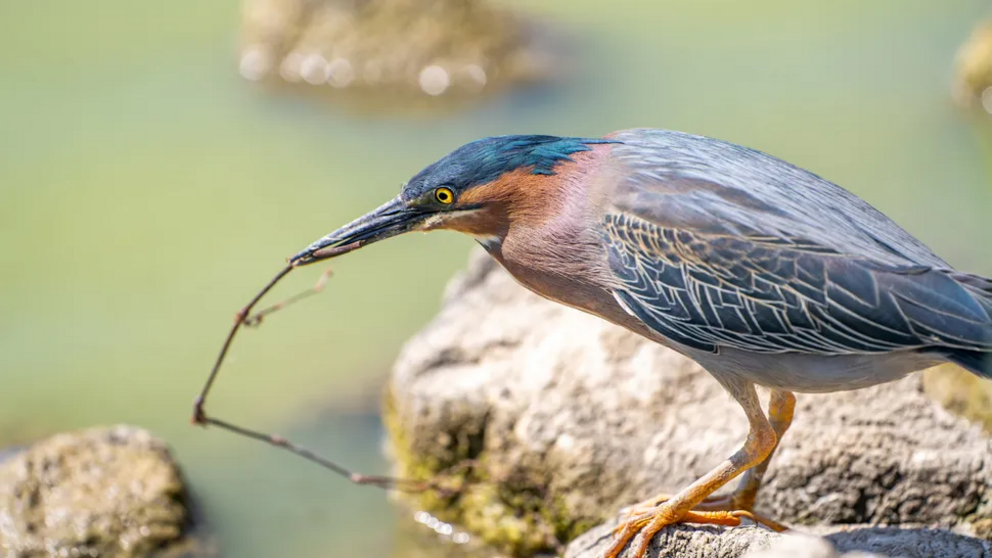 Green herons (Butorides virescens) are one of the few species of birds that use tools to catch fish.