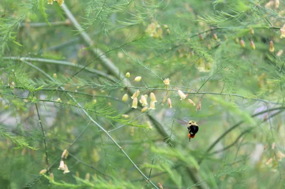 A bumblebee pollinating asparagus flowers on our Vermont homestead.