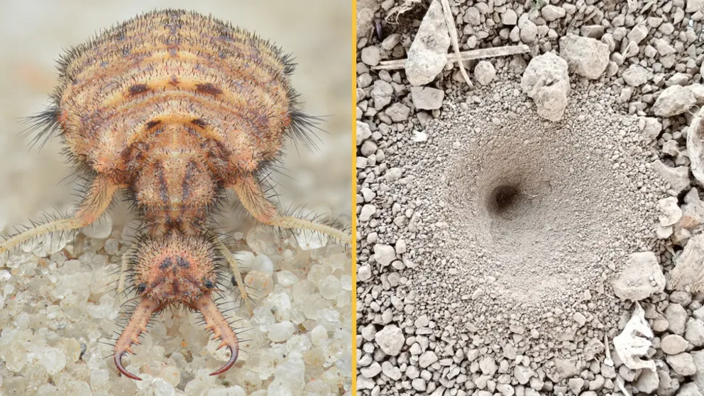 Some species of antlion larva (Myrmeleontidae) create sand pits in loose sediment to trap their prey, most commonly ants.