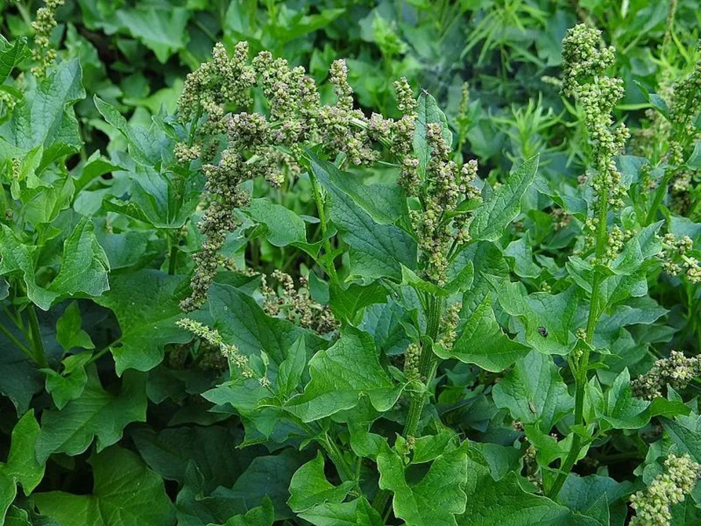  Good King Henry (Chenopodium bonus-henricus)