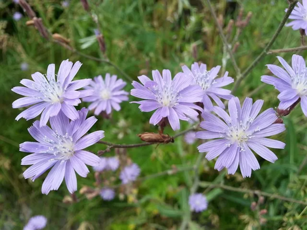 Edible flowers of a wild chickory plant growing on a roadside.