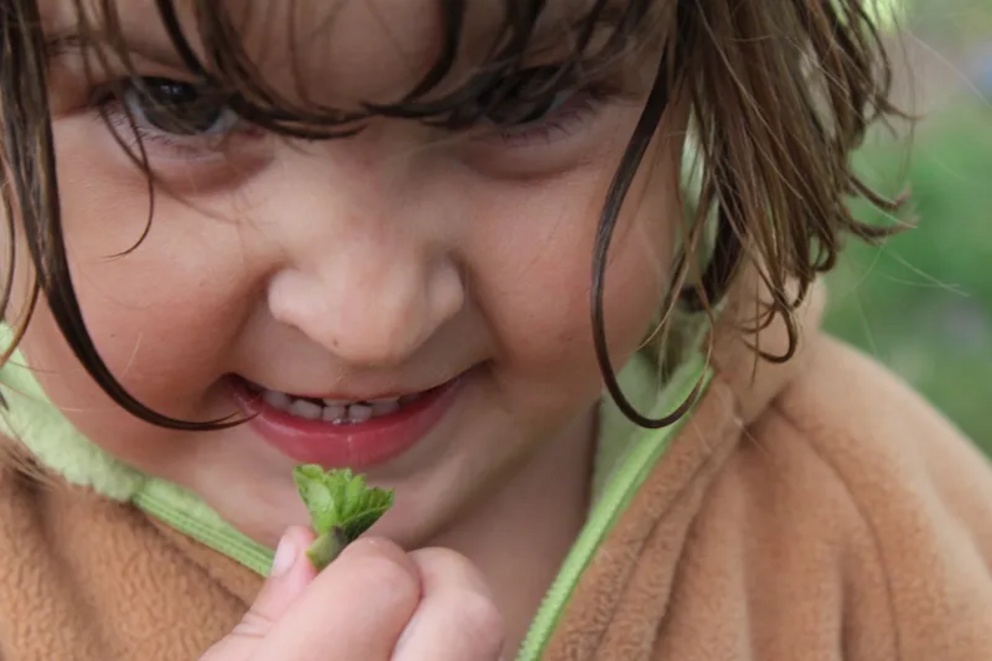 My daughter munching some tasty linden leaf buds in the early spring. They’re sweet like peas, and the little ones can’t get enough of them.