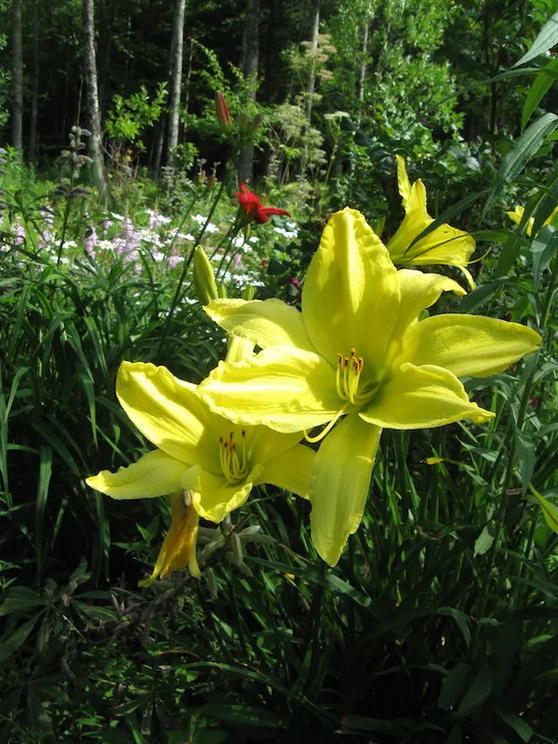 Daylilies growing in our Vermont garden.