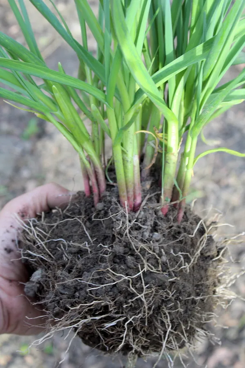 A cluster of garlic growing as a perennial vegetable.