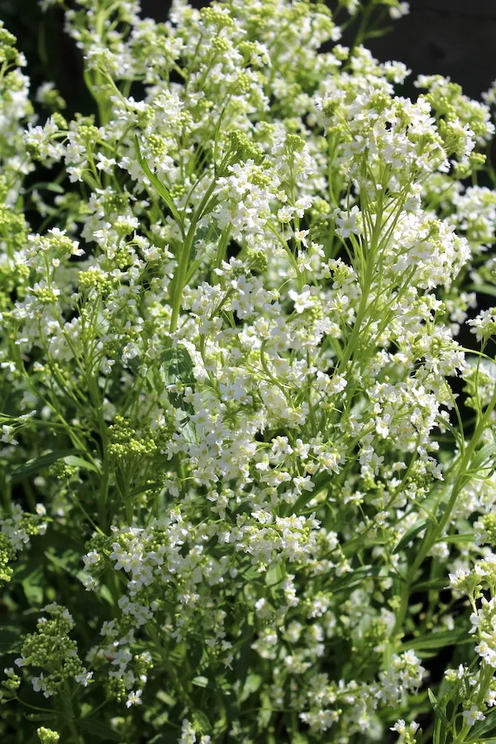 Horseradish Plant in Flower