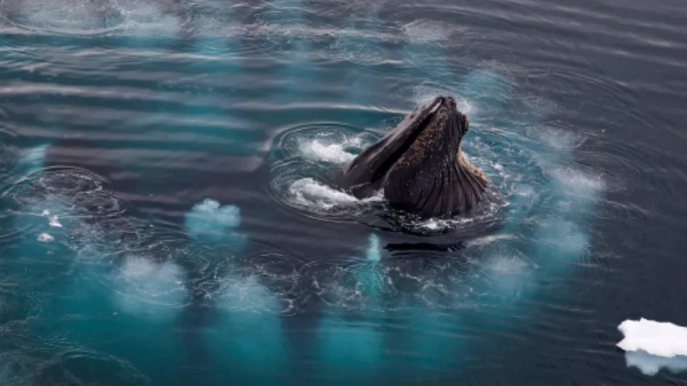 Bubble net feeding is a complex behavior that is learned among different pods.