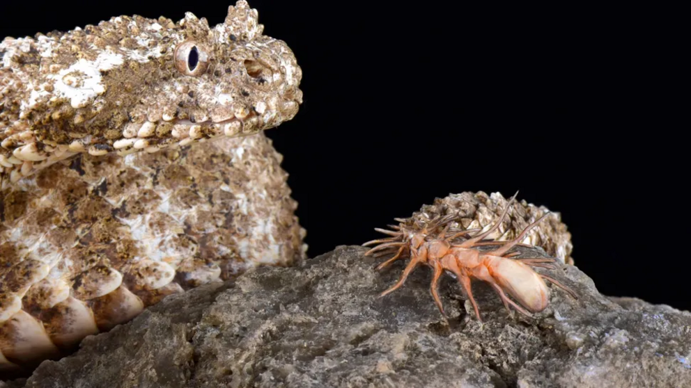 The spider-tailed horned viper (Pseudocerastes urarachnoides) use aggressive mimicry to fool their prey.