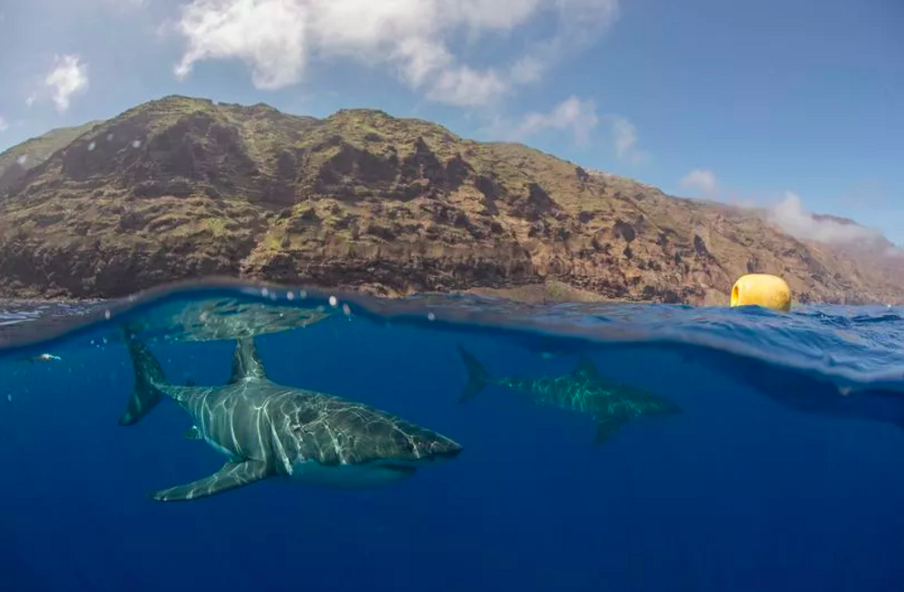 Isla Guadalupe is near an alien base, apparently (Image: Getty Images/Image Source)